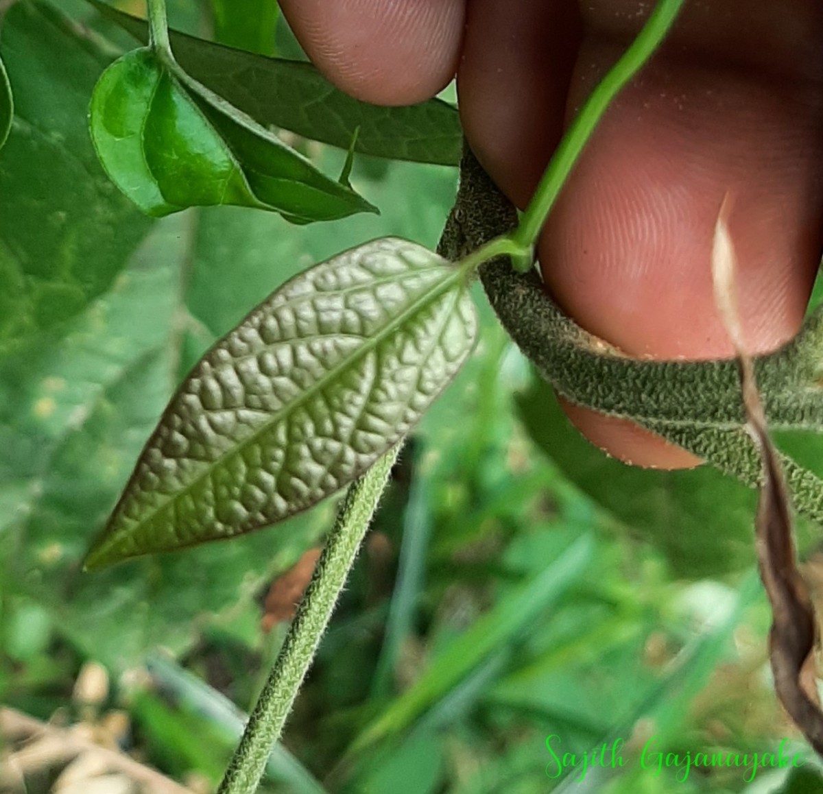 Aristolochia indica L.